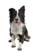 Fototapeta premium border colllie dog isolated on white