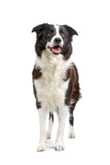 Obraz na płótnie Canvas border colllie dog isolated on white