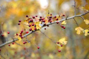 Hawthorn berries