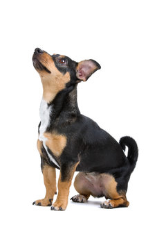 Black And Brown Jack Russel Terrier Dog