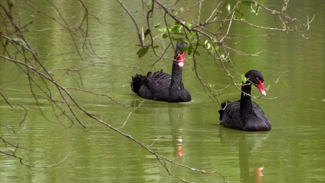 black swans on the lake