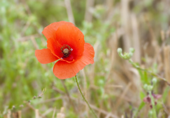 poppy field