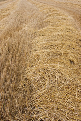 rural wheat