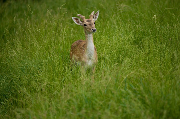 young deer