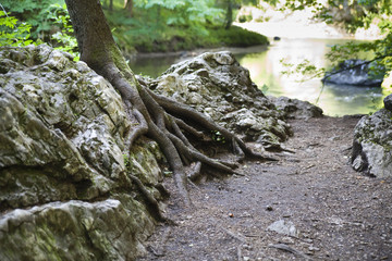 tree root on the rock