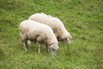 Obraz na płótnie Canvas pack of sheeps on the grass