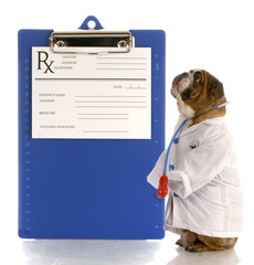 english bulldog dressed up as a doctor or veterinarian