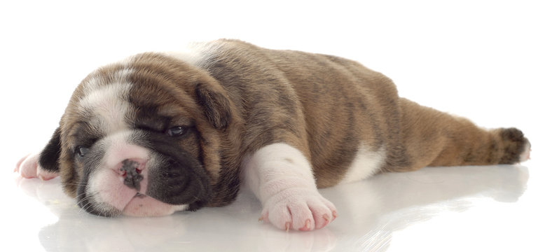 red brindle puppy laying down - three weeks old