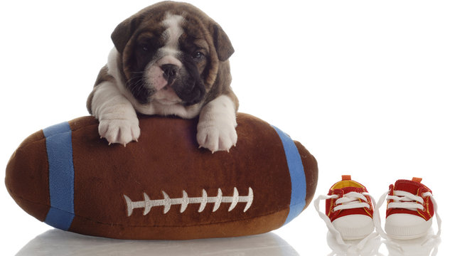 Bulldog Puppy Playing With Football Beside Running Shoes