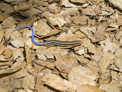 Five-lined Skink - Eumeces Fasciatus