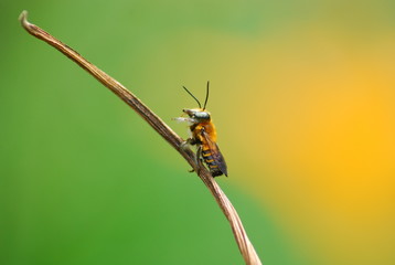 bee