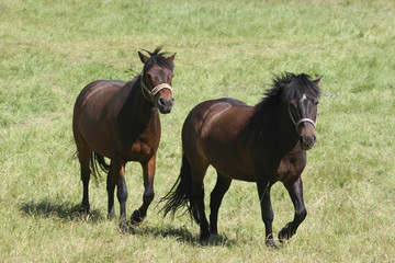 Two brown horses