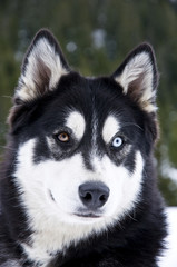 Husky mit einem Braunen Auge und einem Blauen Auge