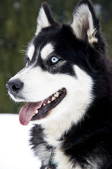 Alaska Husky Portrait