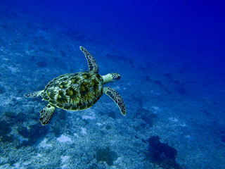 Obraz premium Meeresschildkröte im tropischen Ozean