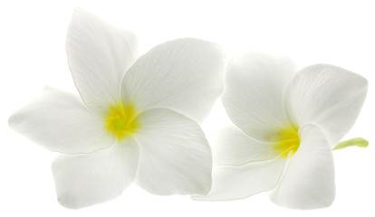 Fototapeta na wymiar fleurs blanches frangipanier fond blanc