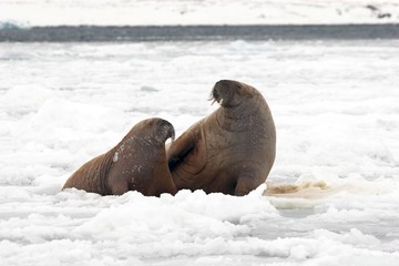 A pair of walruses