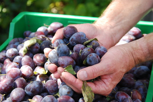 Pflaumenernte (Prunus)