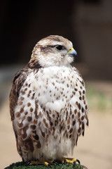 Saker falcon