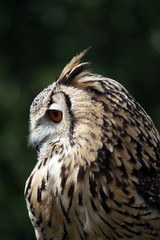Horned owl
