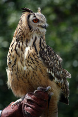 Horned owl