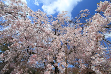 渉成園の枝垂れ桜