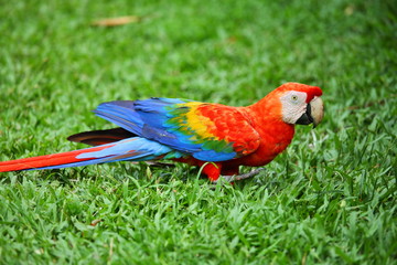 Parrot: scarlet macaw (ara macao)