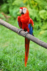 Parrot: scarlet macaw (ara macao)