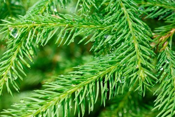close-up fir branch