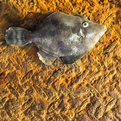 was guckst du fisch?