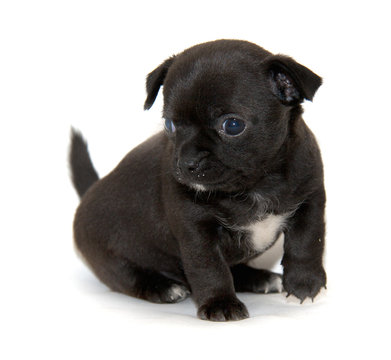 Chihuahua Dog On White Background