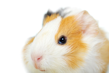 guinea pig