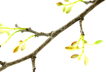 floraison branche tamarin, Tamarindus indica, fond blanc