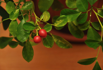 two berries of murraya