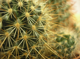 Kaktus Echinocactus grusonii. Zbliżenie kolczastego kaktusa z ostrymi igłami. Kaktus znany jako fotel teściowej © AFilipczuk
