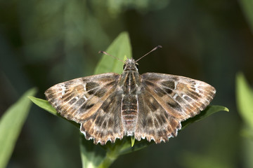 Carcharodus alcae / Mallow Skipper