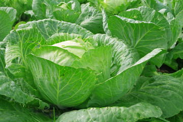 Obraz premium Vegetables cabbage