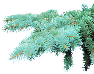 branches of fir-tree