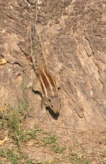 Streifenhörnchen