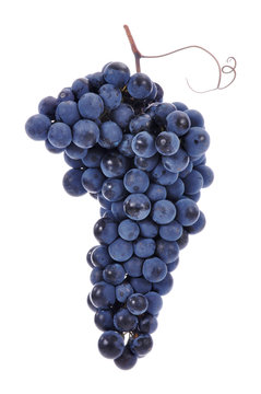 uva grappolo vendemmia ricciolo tralcio nera