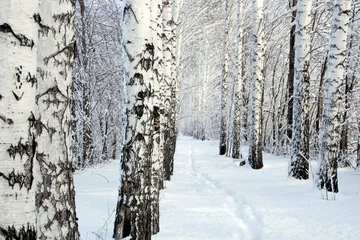  klein pad in winterberkenhout © Kokhanchikov