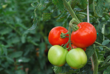 Tomatoes