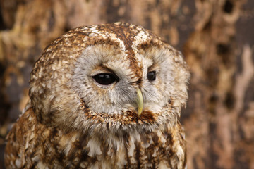 Owl