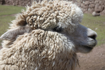 Obraz premium Alpaga N° 1