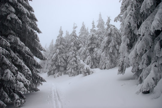 Ski track in a winter forest