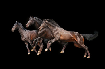 three horses on black