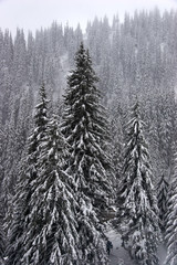 Winter fir forest on mountain slopes