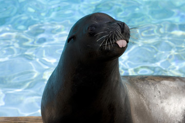 Funny Seal