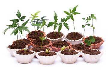Baby plants growing in plant pots