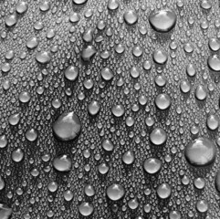 Black and wet